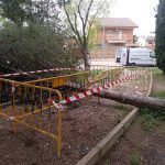 Protección árbol caído Parque Carlos Marx